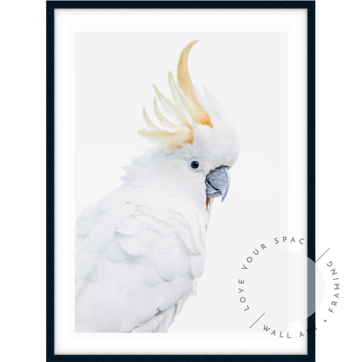 White Cockatoo