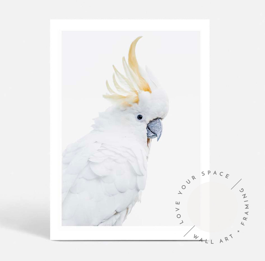 White Cockatoo