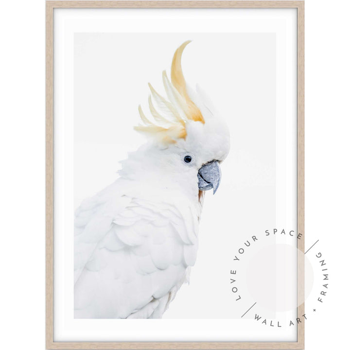 White Cockatoo