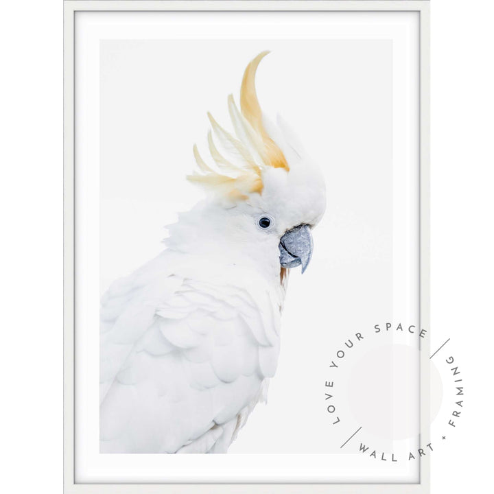 White Cockatoo