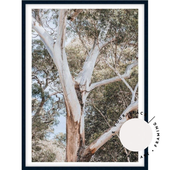 White Gum - Nelsons Bay - Love Your Space