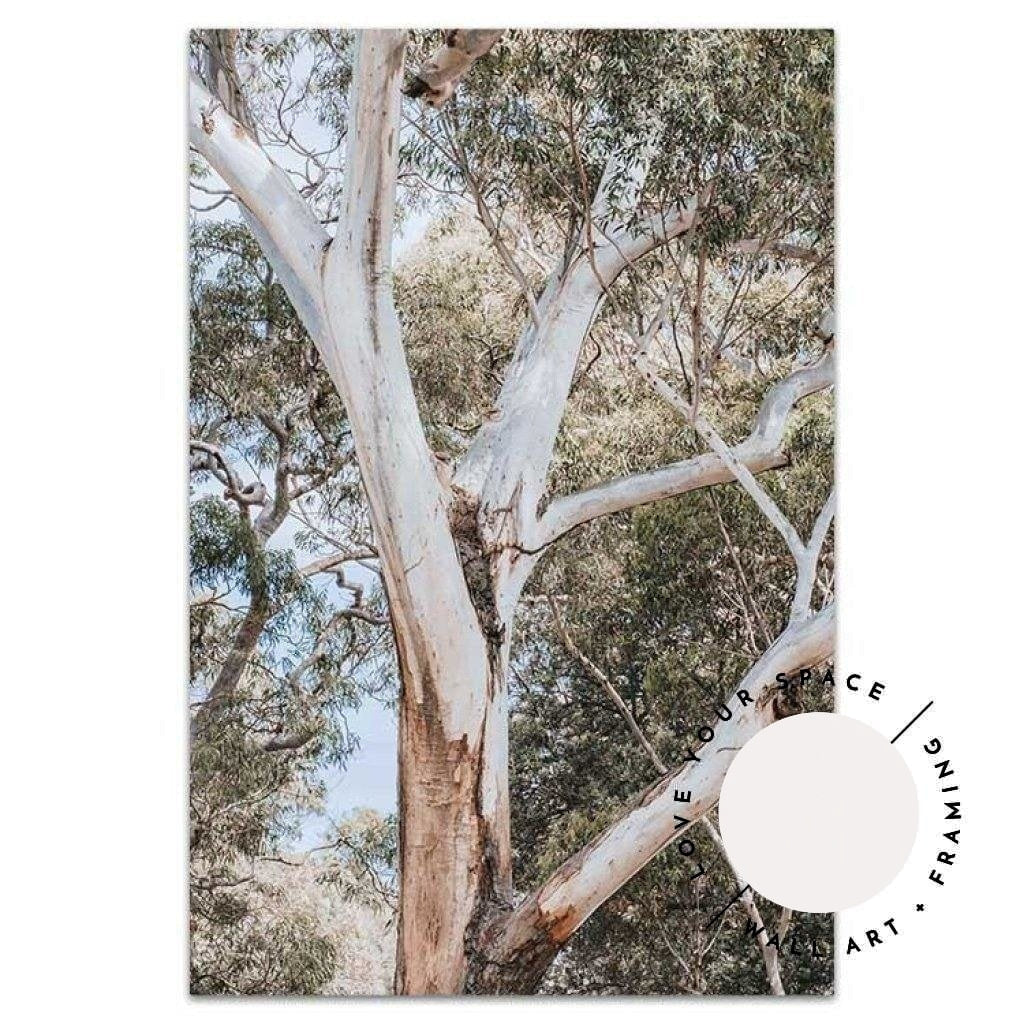 White Gum - Nelsons Bay - Love Your Space