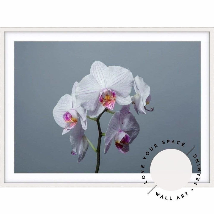 White Orchid - Love Your Space