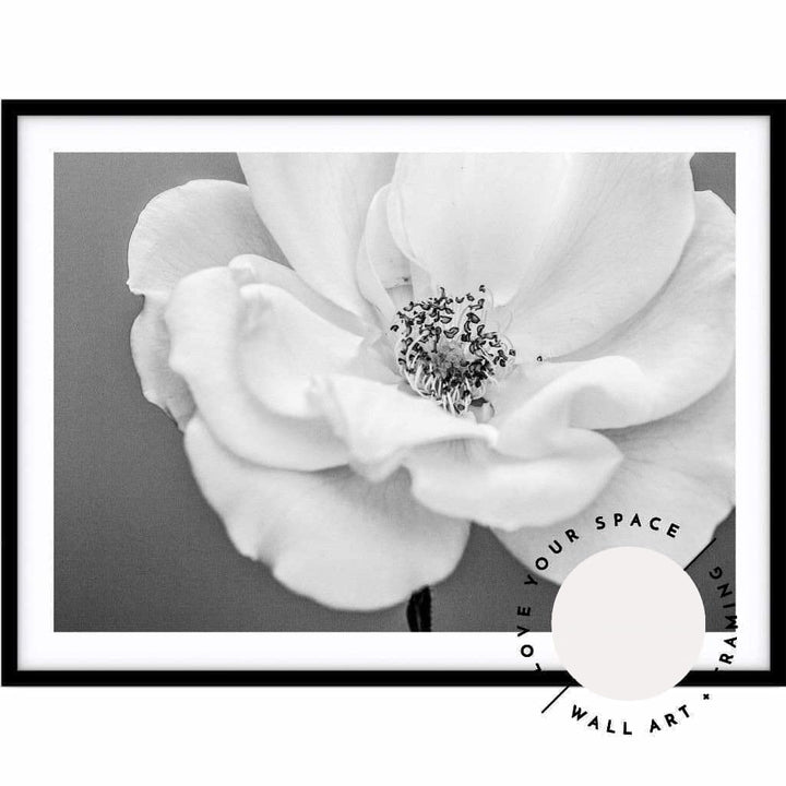 White Rose III B+W - Love Your Space