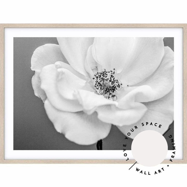 White Rose III B+W - Love Your Space