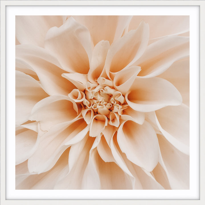 Peach Dahlia - SQUARE