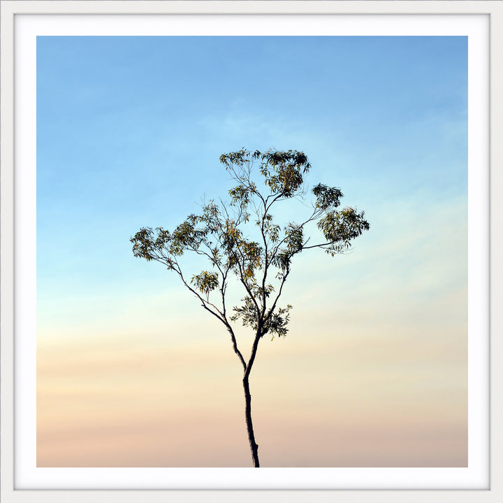 Gumtree on a Sunset Sky - SQUARE