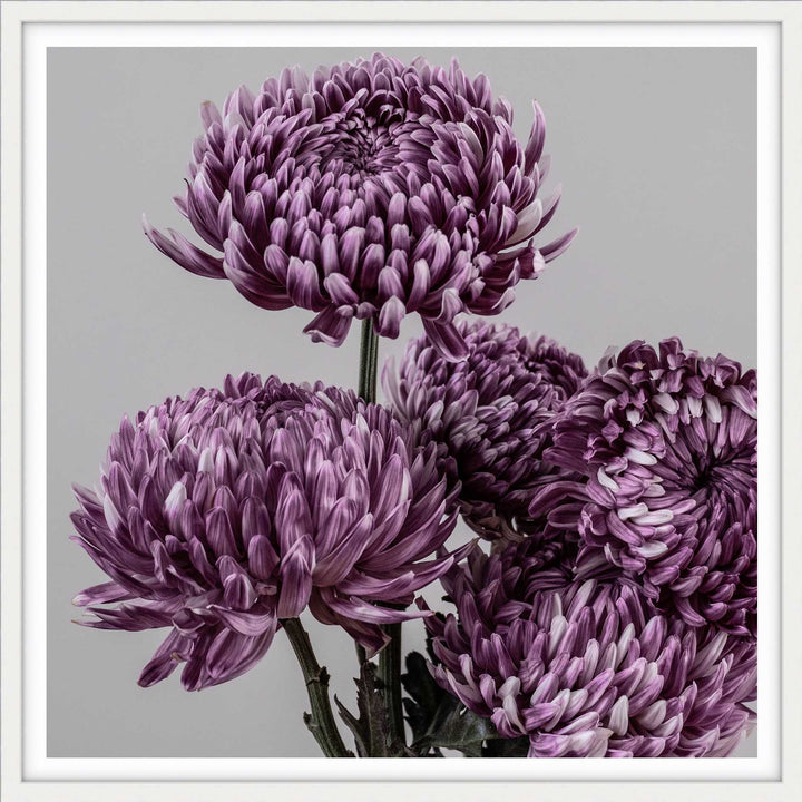 Mauve Chrysanthemum II - SQ