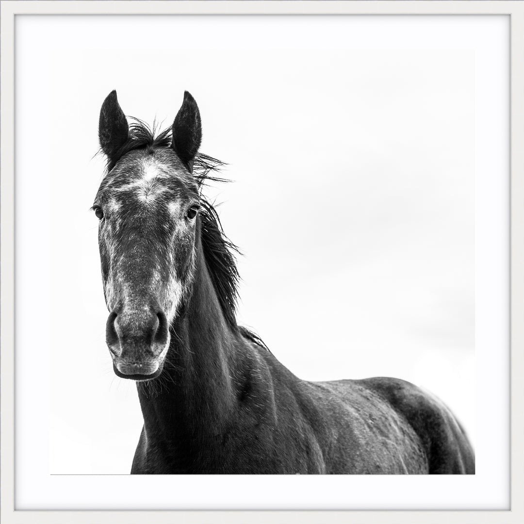 Horse I - SQUARE