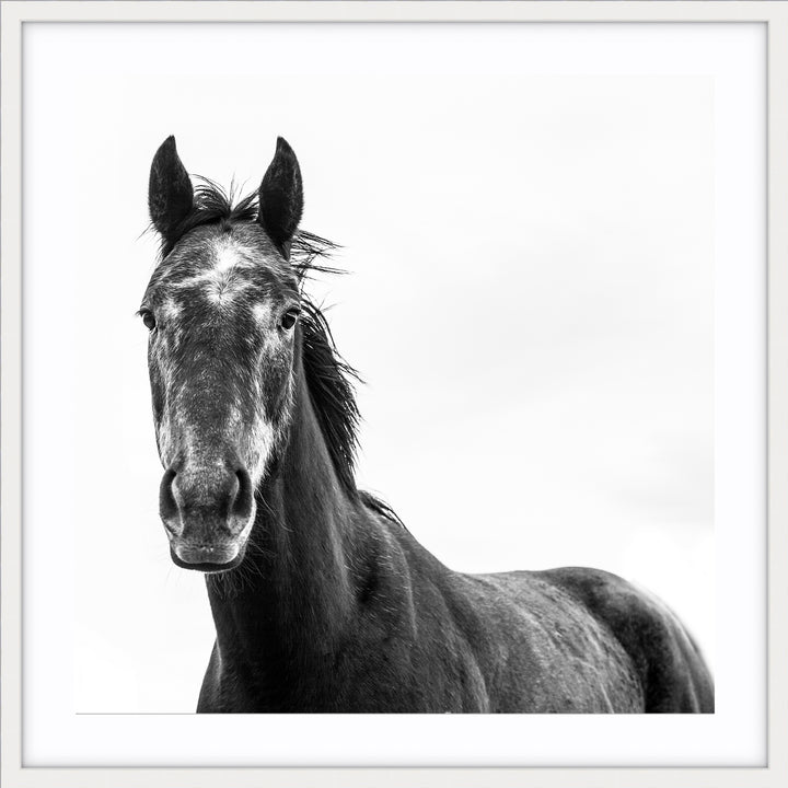 Horse I - SQUARE
