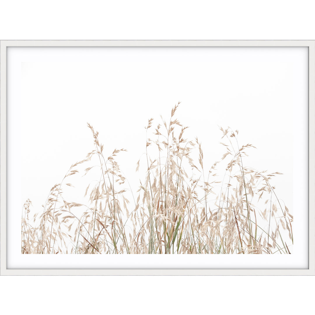 Country Grass no.1 - LS