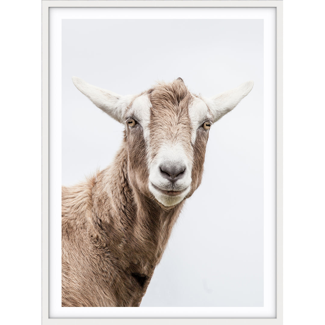 Mr Goat