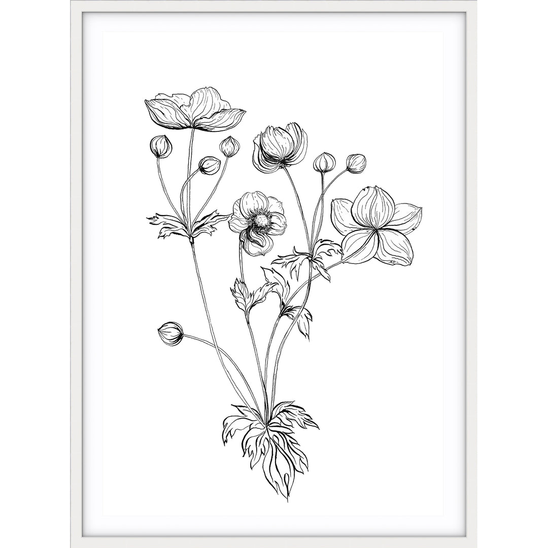 Anemone Sketch