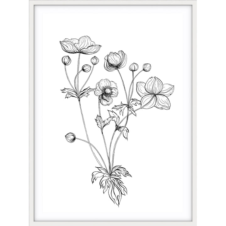 Anemone Sketch