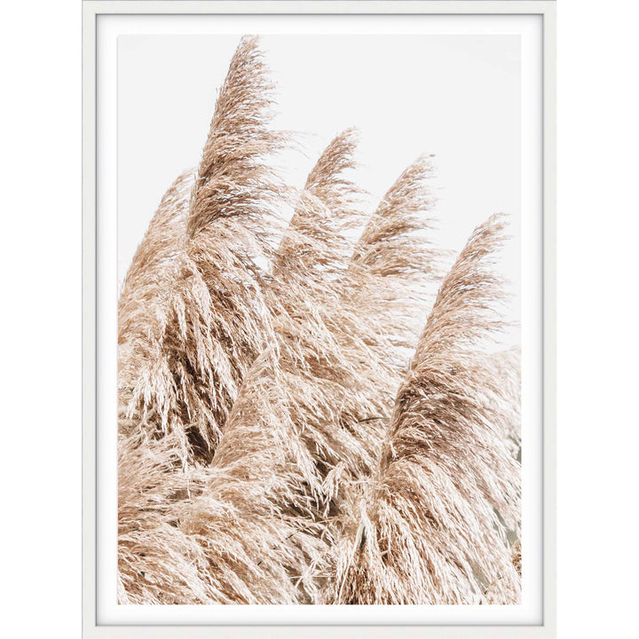 Pampas Grass no.3