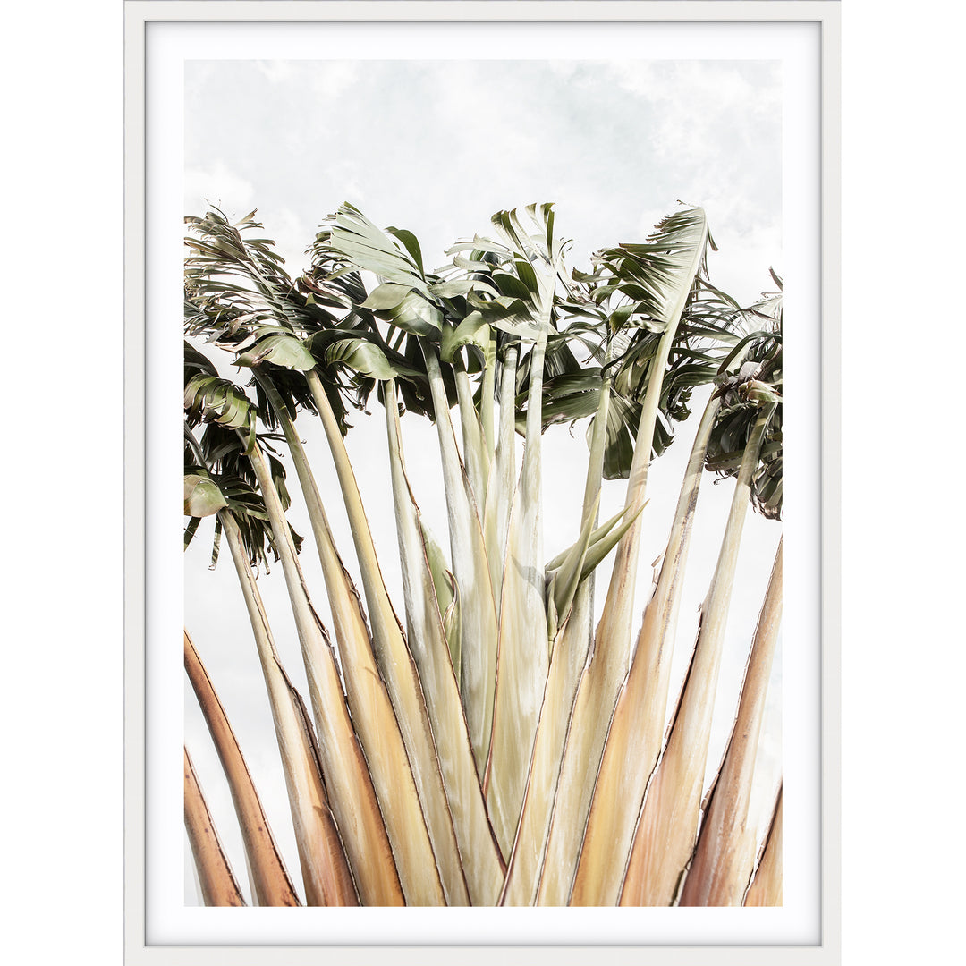 Travellers Palm II