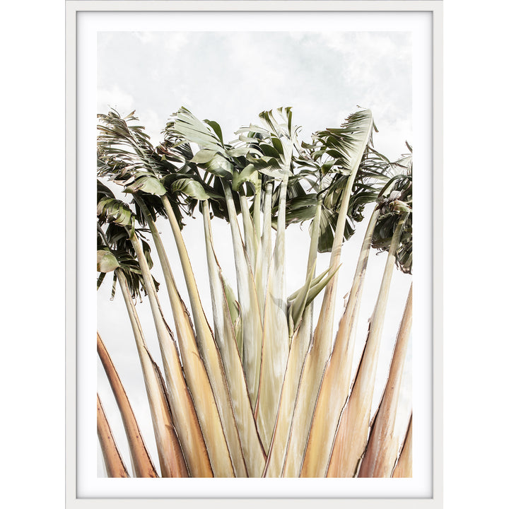 Travellers Palm II