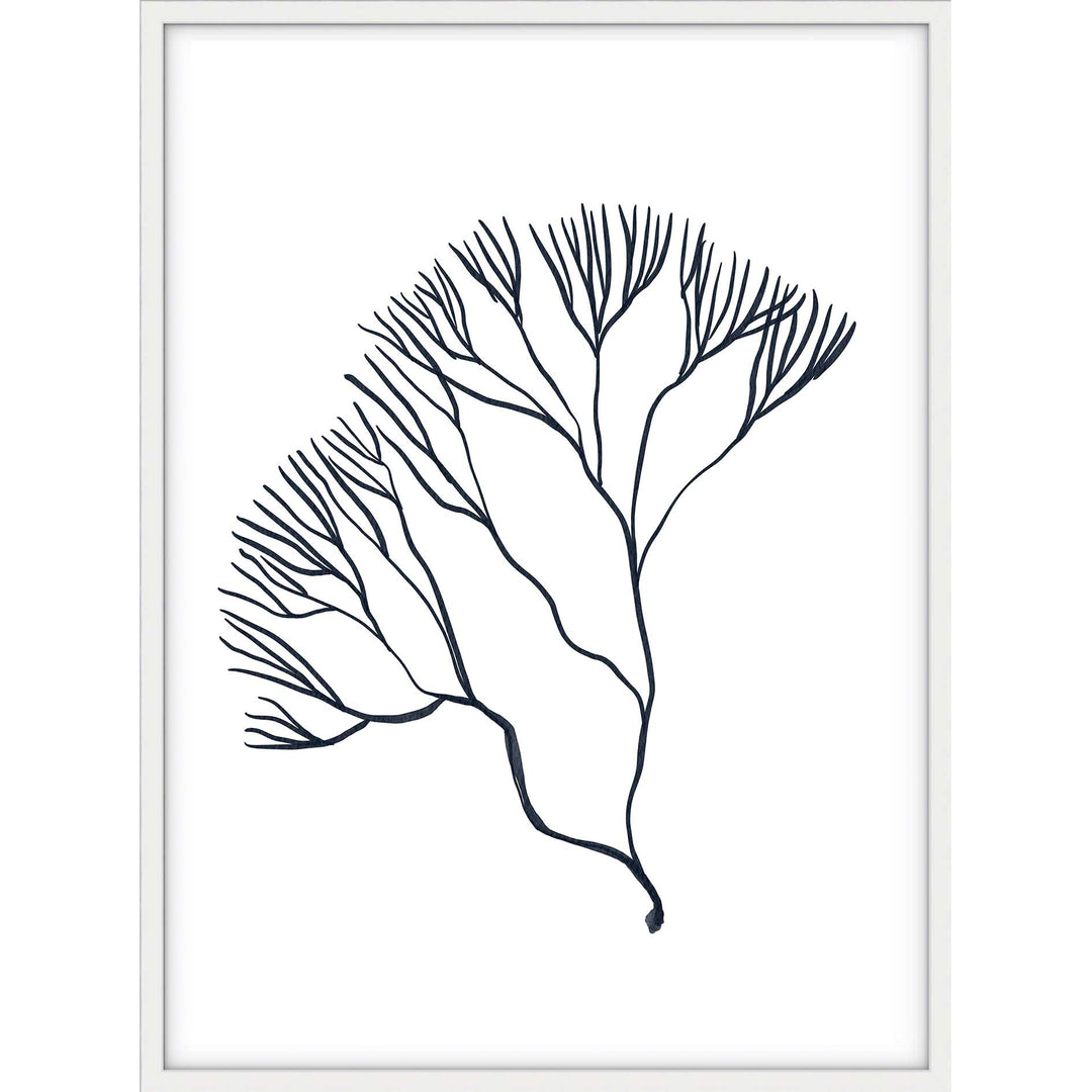 Coral no.2