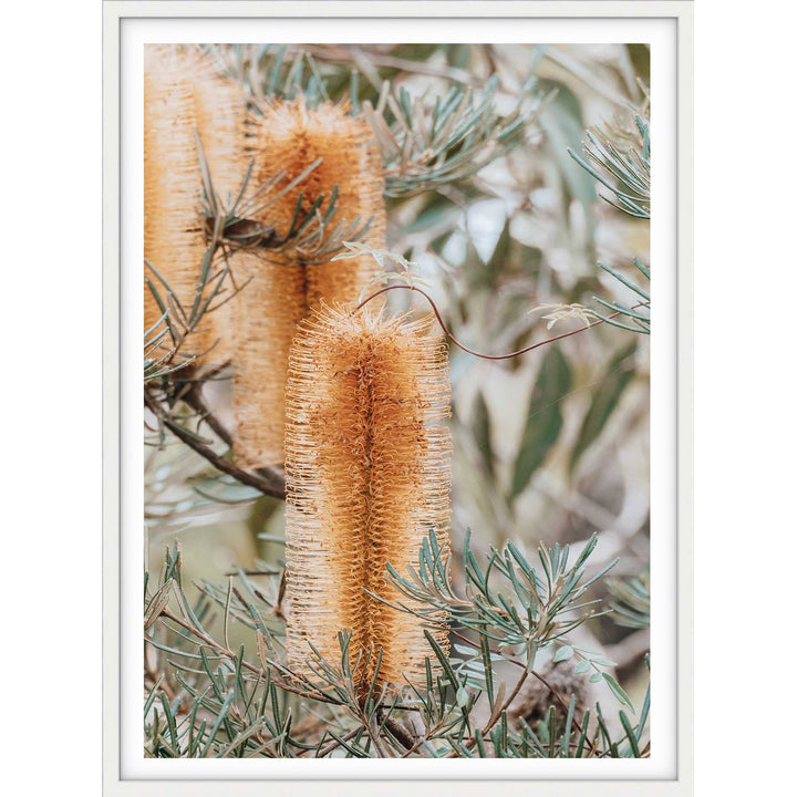 Banksia II - Frazer Beach