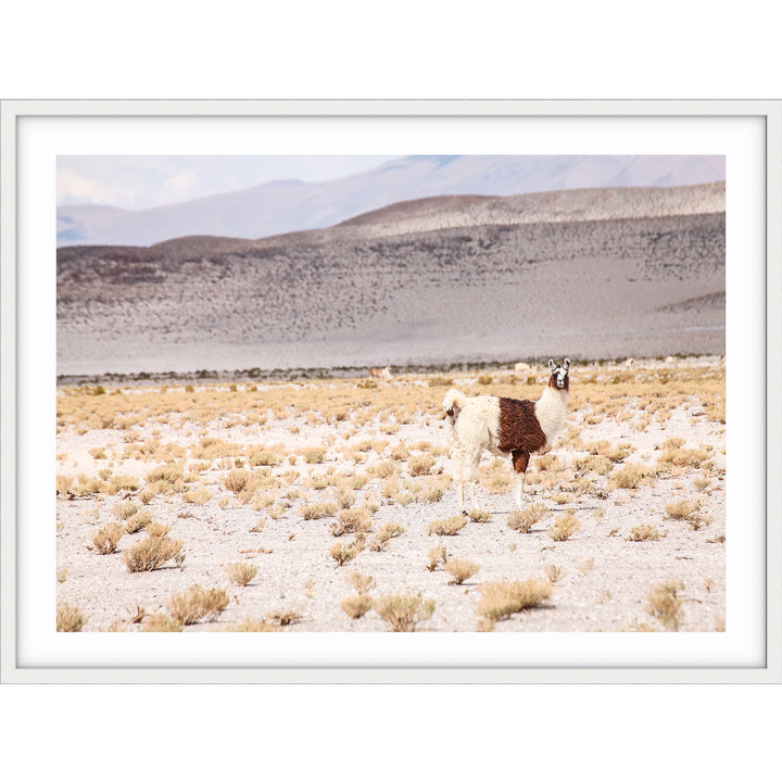 Desert I - Bolivia