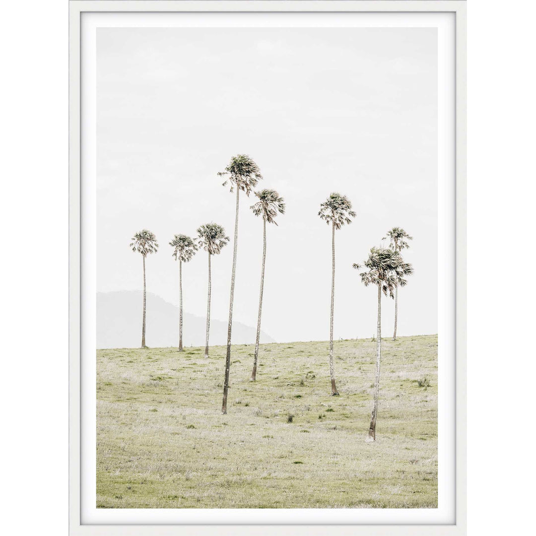 Jamberoo Palms no.2