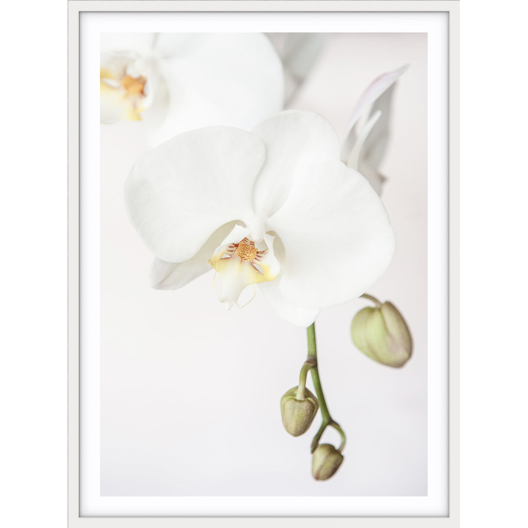 Orchid I