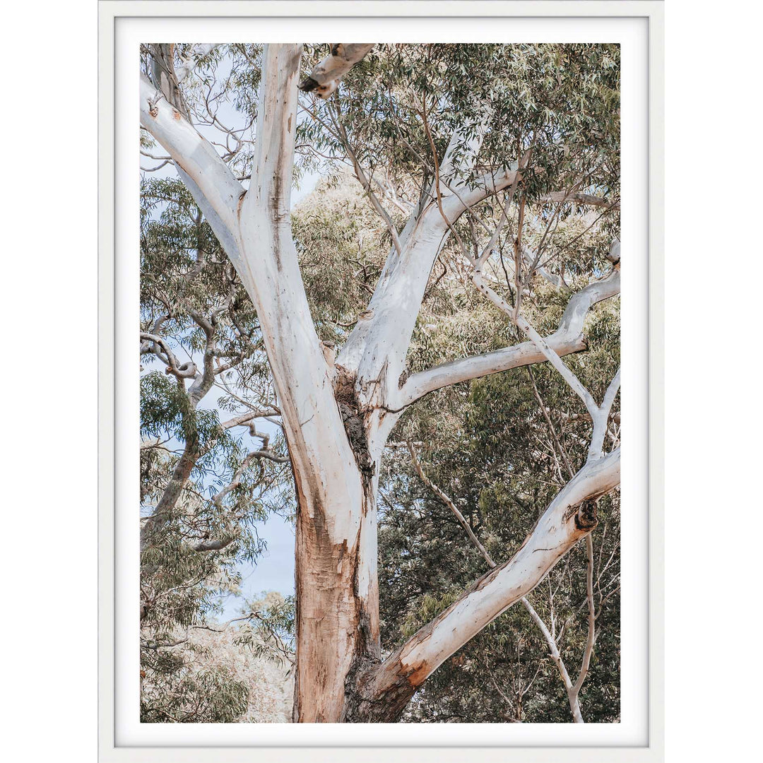 White Gum - Nelsons Bay