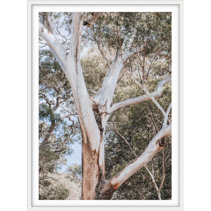 White Gum - Nelsons Bay