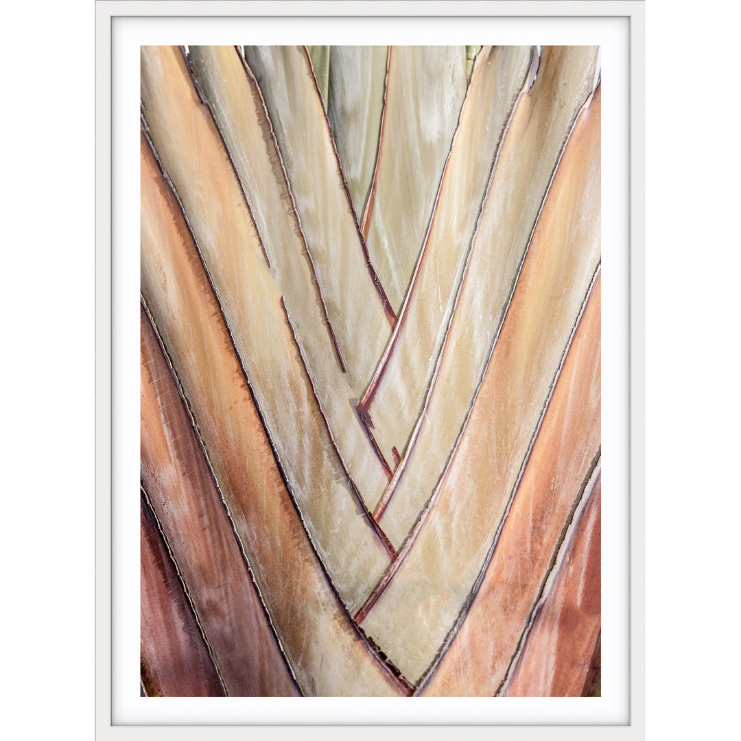 Travellers Palm I
