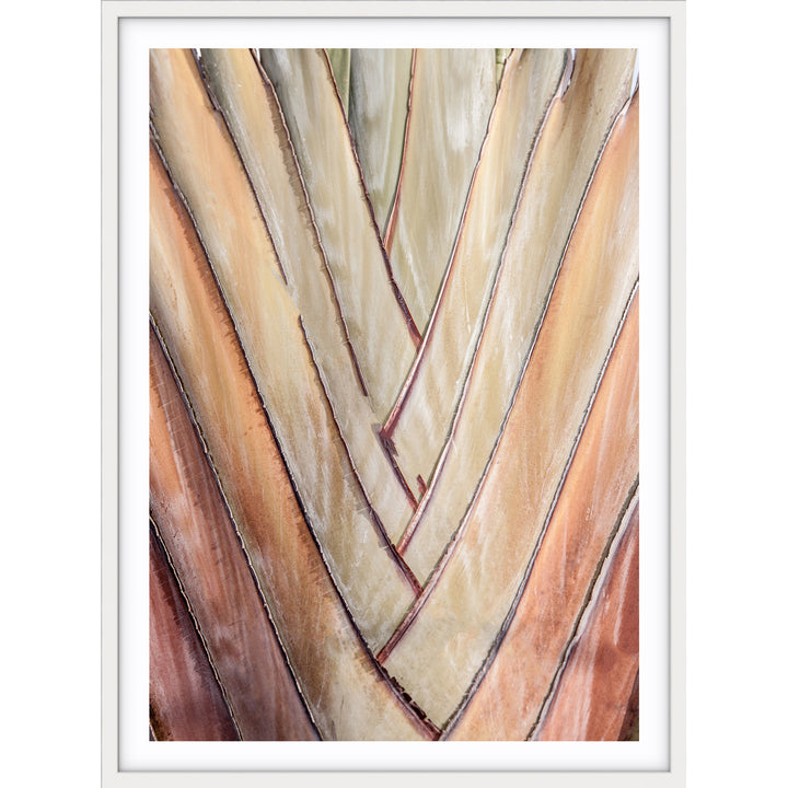 Travellers Palm I