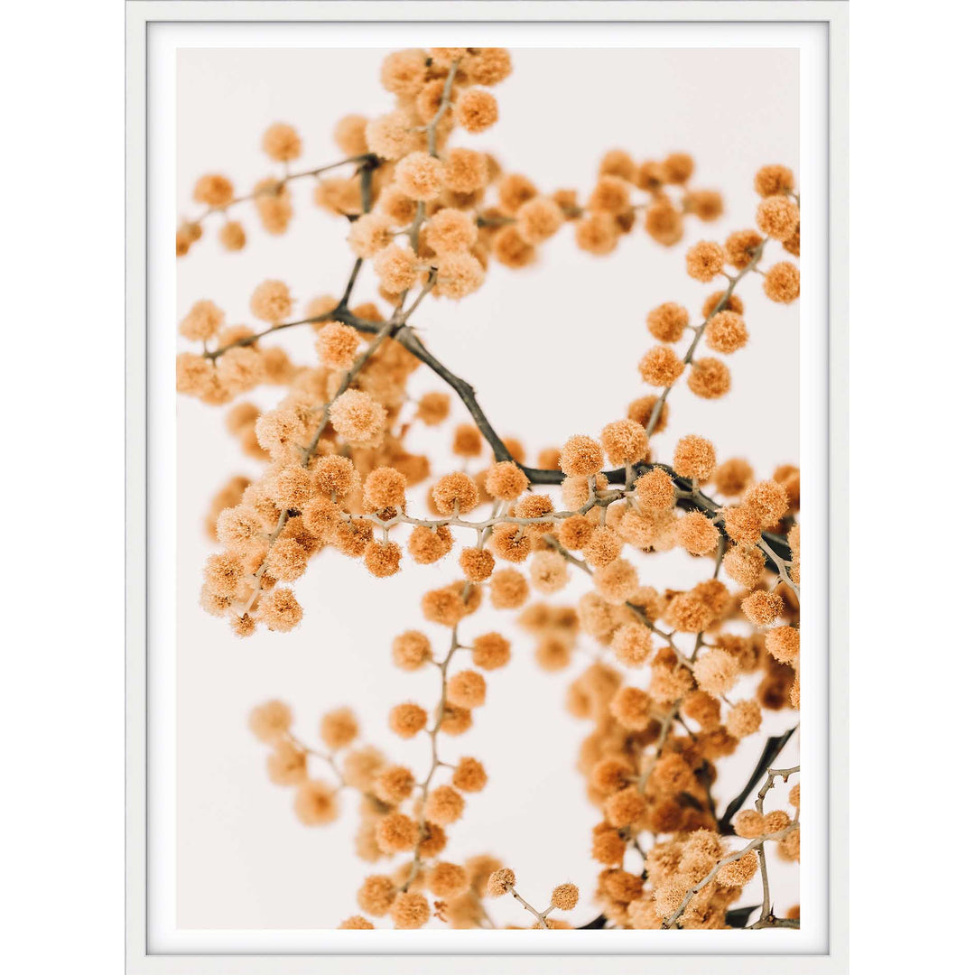 Wattle on Pink I