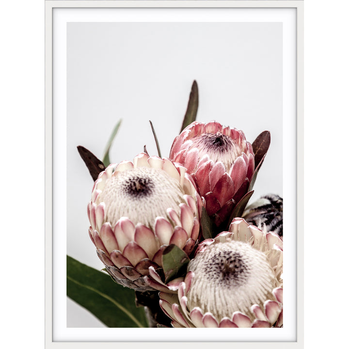 Protea I