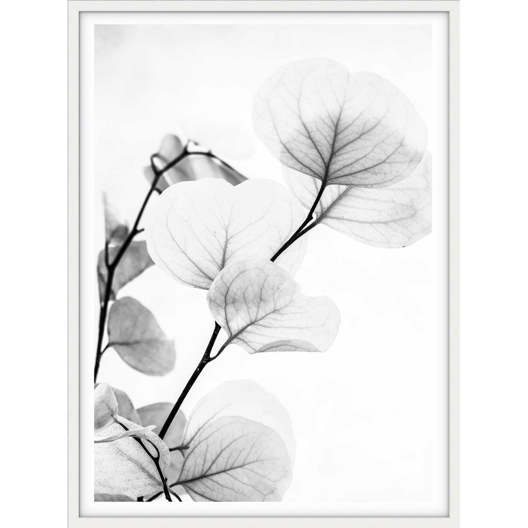 Dried Eucalyptus II - B&W