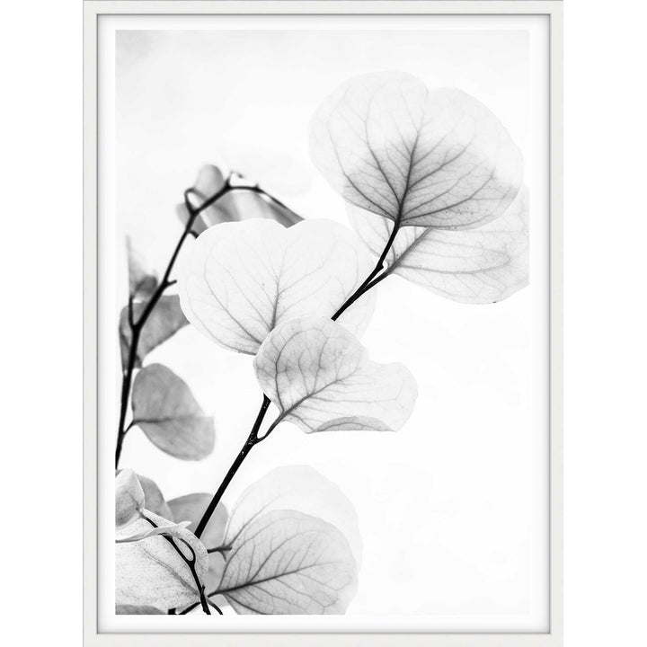 Dried Eucalyptus II - B&W