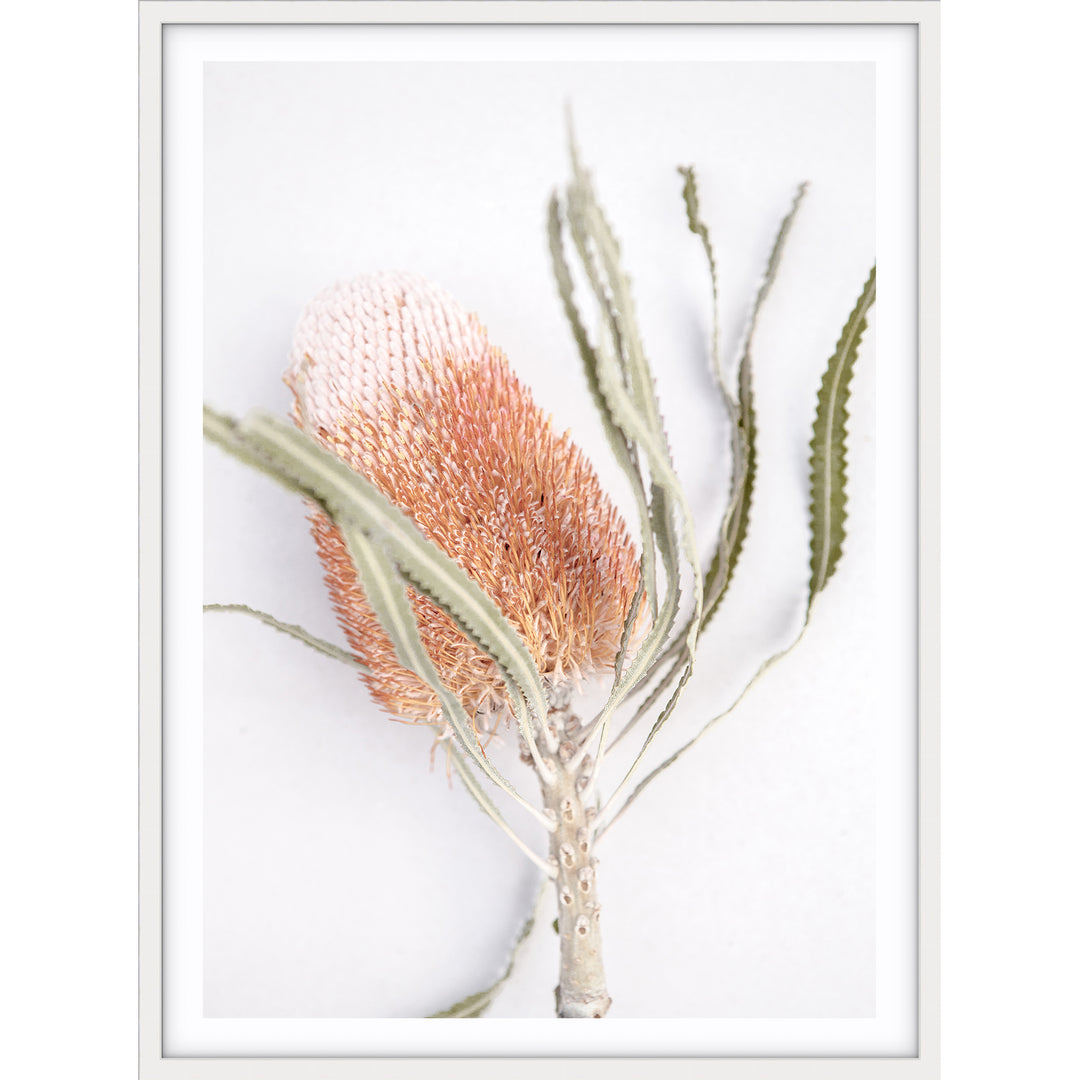 Banksia I