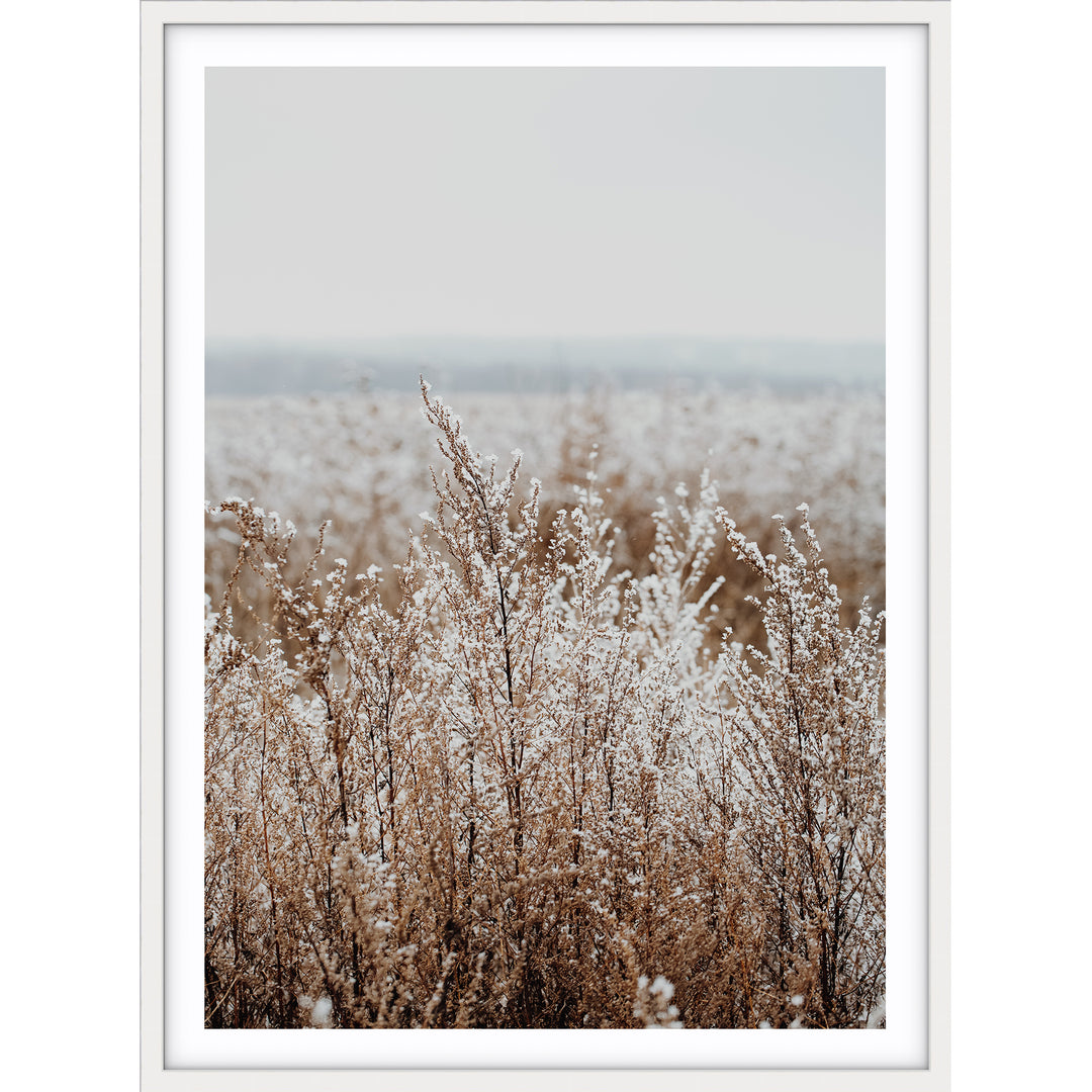 Country Grass no.2