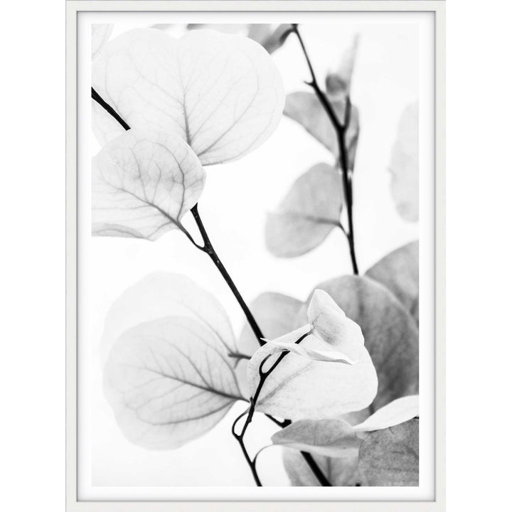 Dried Eucalyptus I - B&W