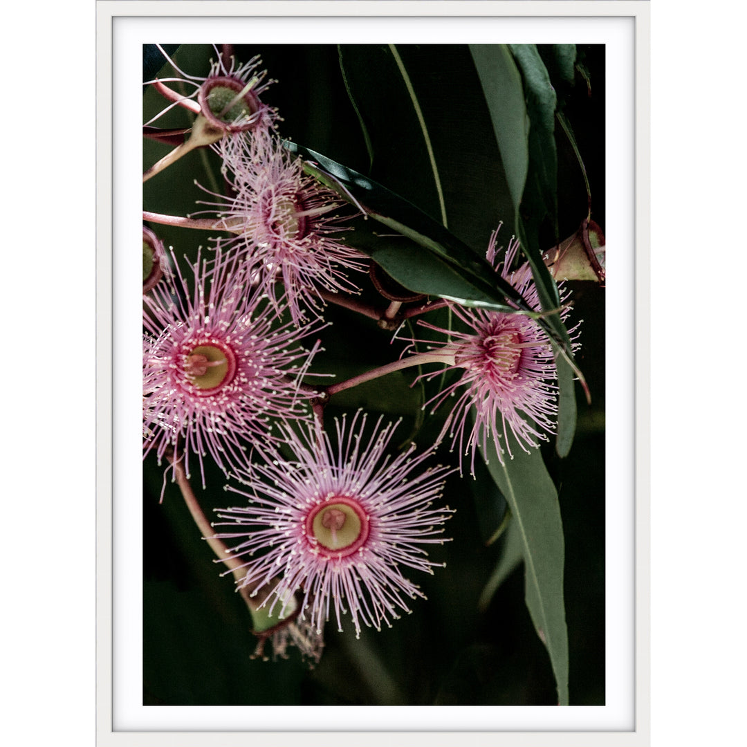 Pink Eucalyptus no.2