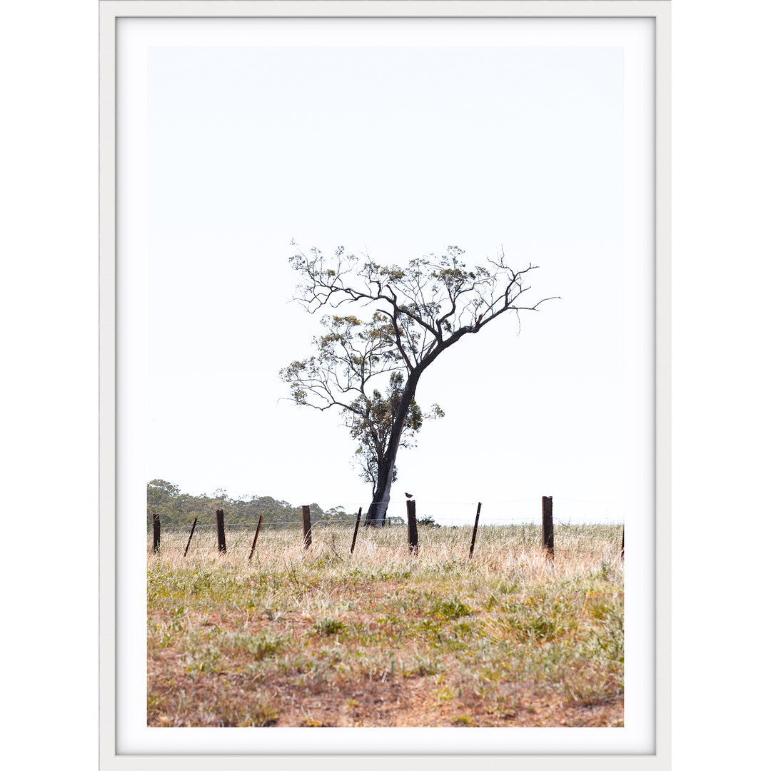 Outback no.1 - The Hunter Valley