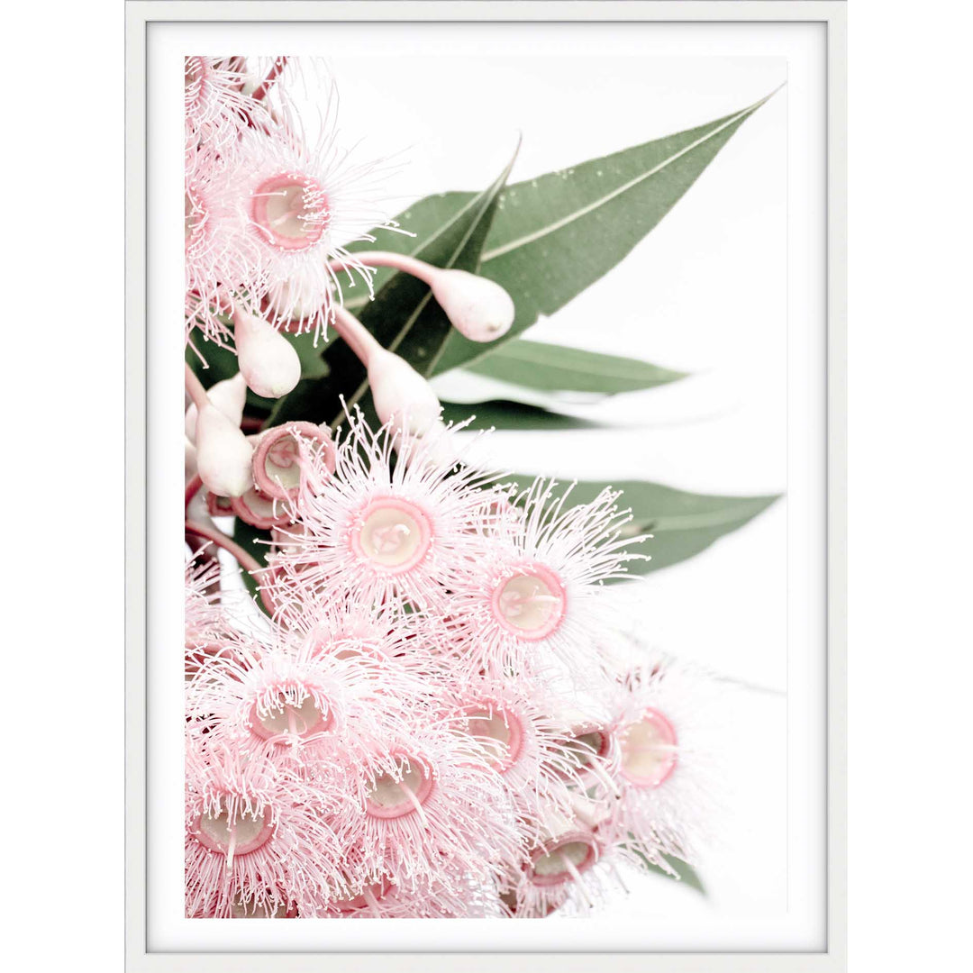 Icy Pink Eucalyptus no.2