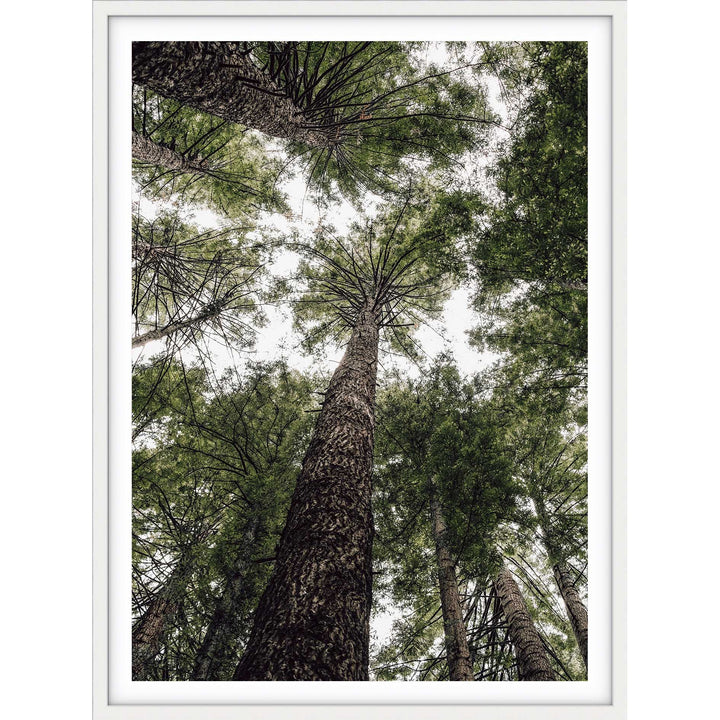 Californian Redwoods no.1 - The Otways