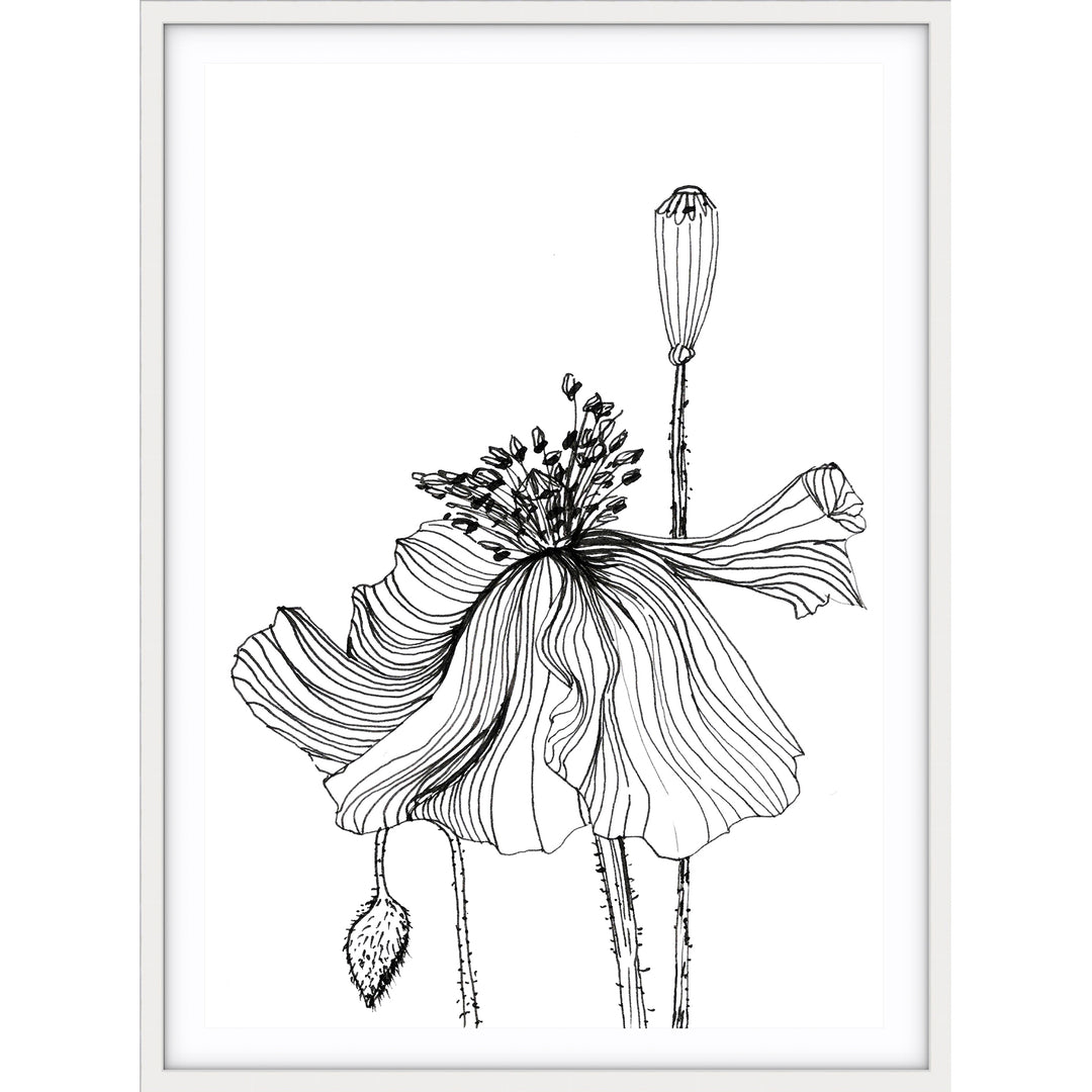 Poppy Sketch