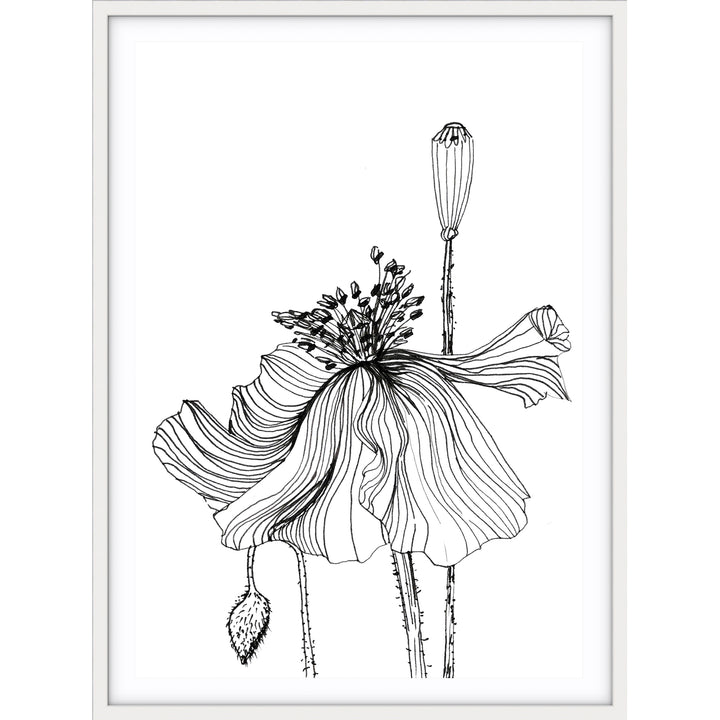 Poppy Sketch