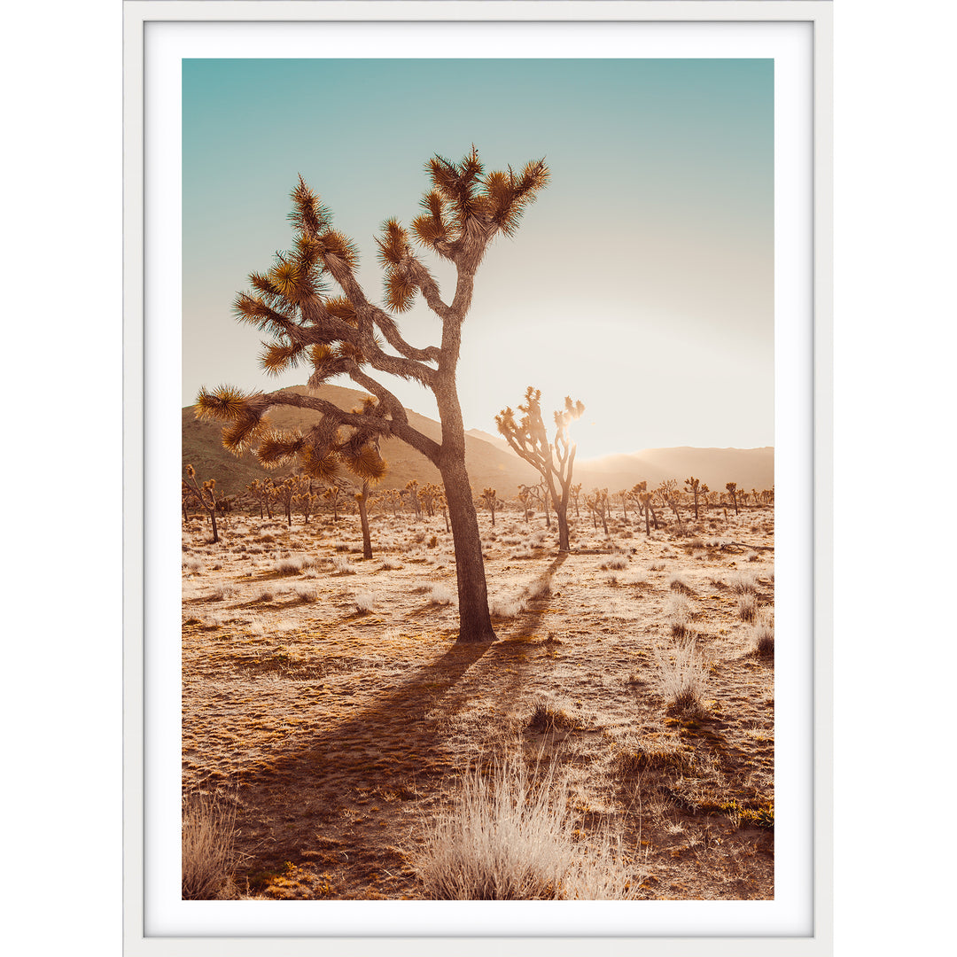 Joshua Tree At Sunset