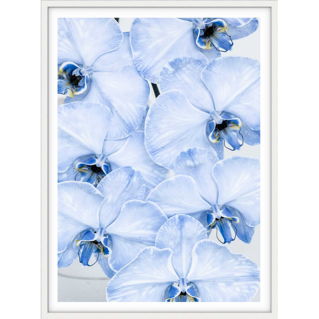 Blue Orchid no.1