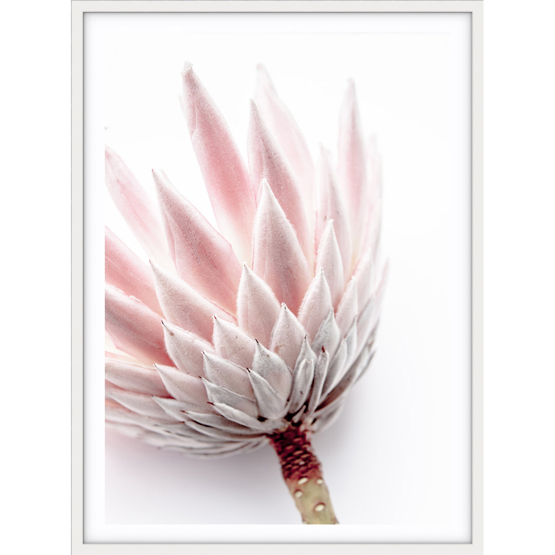 King Protea I
