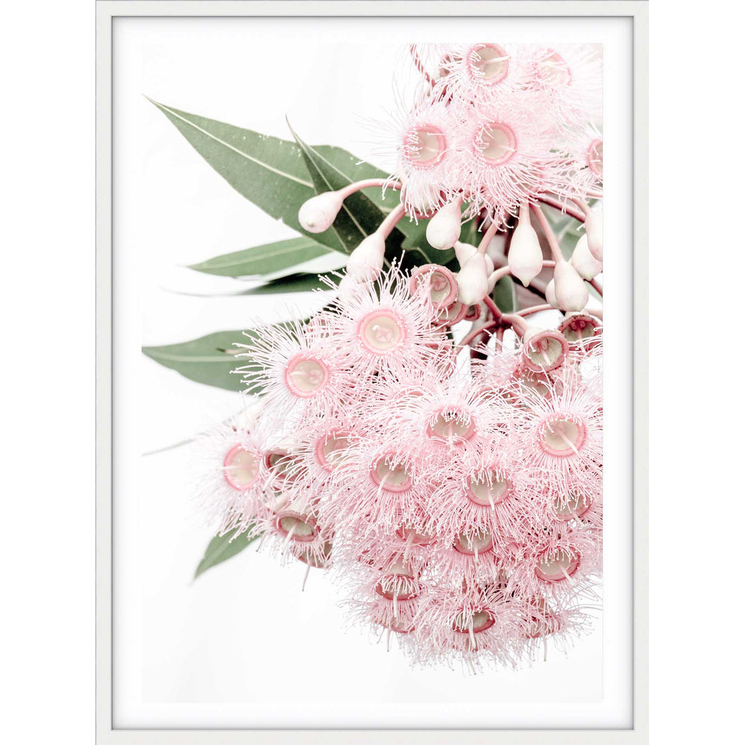 Icy Pink Eucalyptus no.1