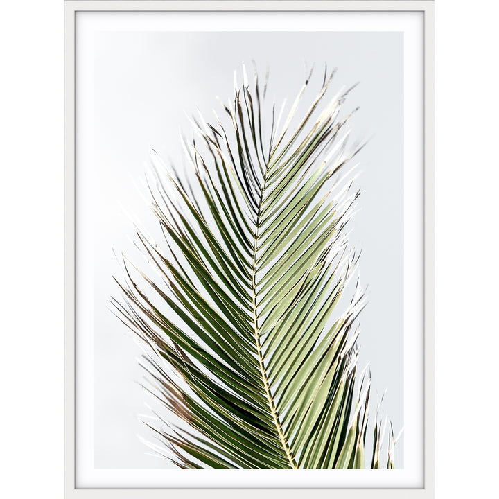 Palm II