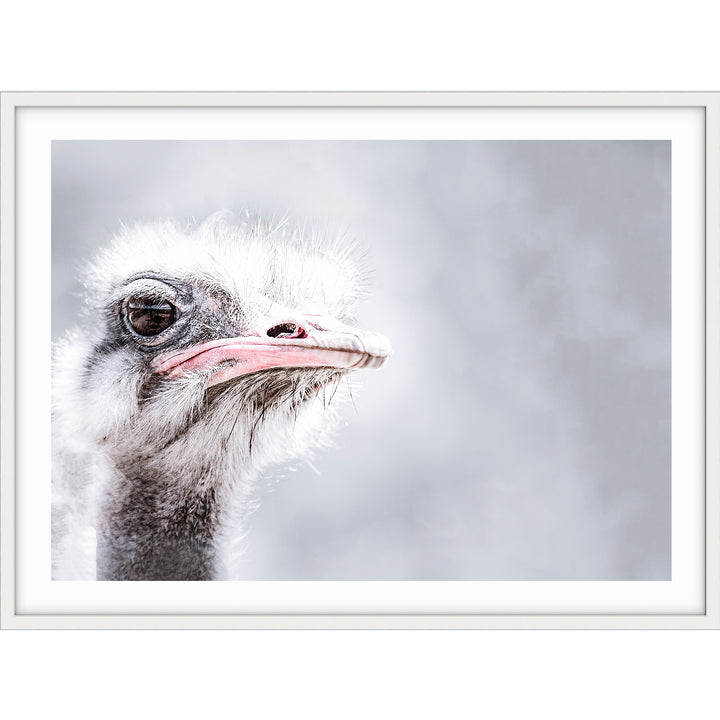 Ostrich