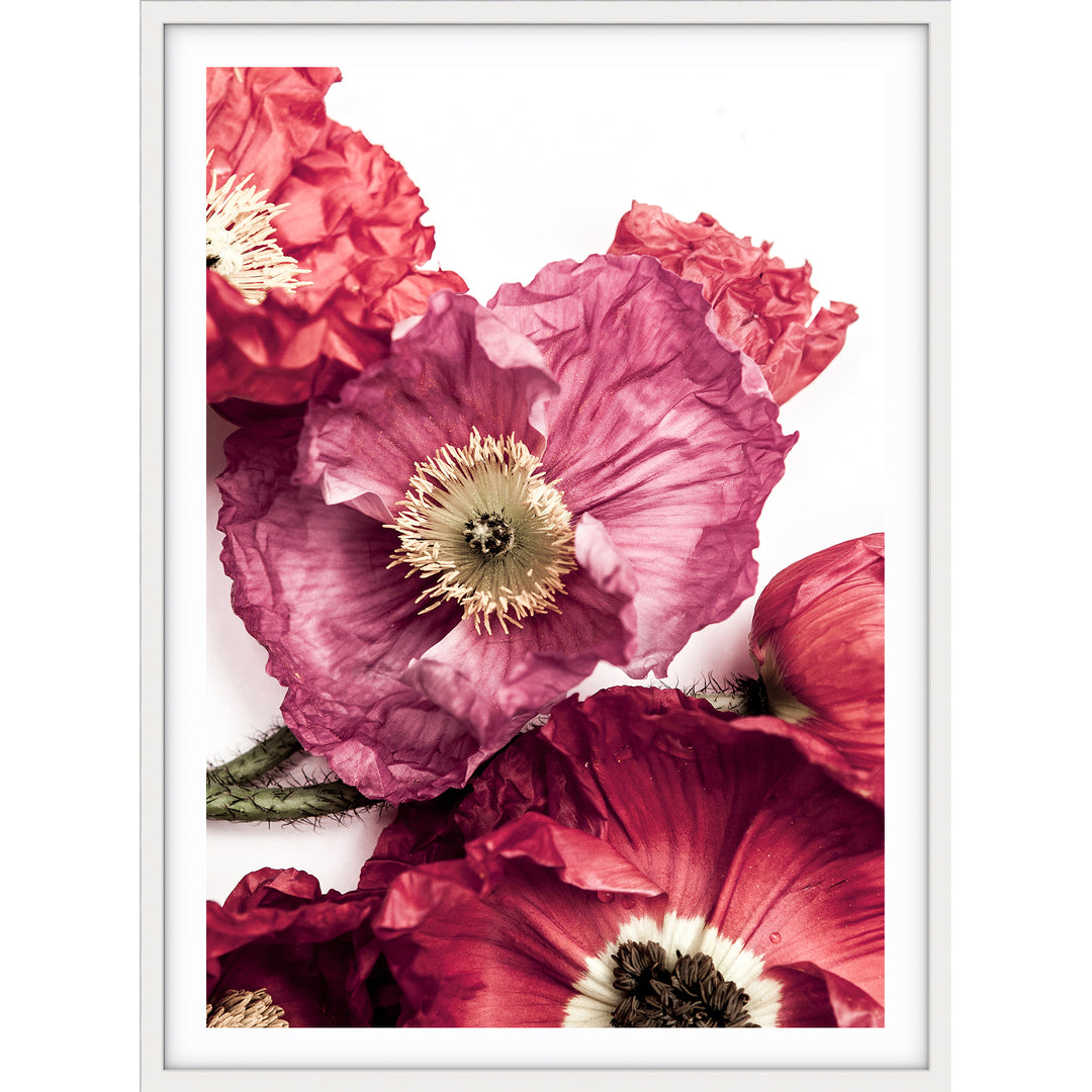 Poppy I